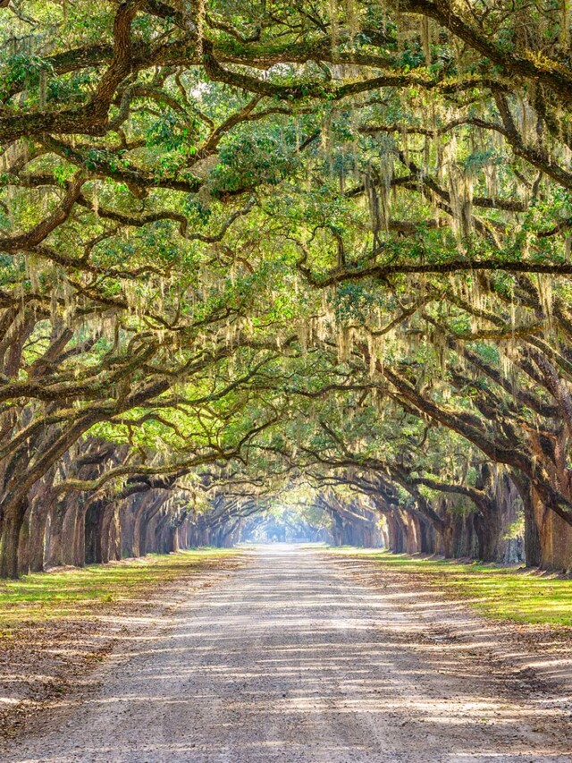 Insta-Worthy Savannah Photo Spots For Your Vacation